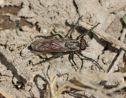Unknown species found near Valley County, ID, USA