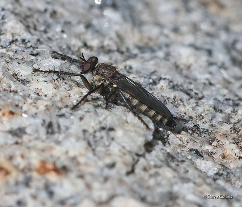 Unknown species found near Valley County, ID, USA