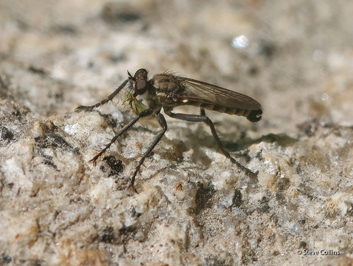 Unknown species found near Valley County, ID, USA