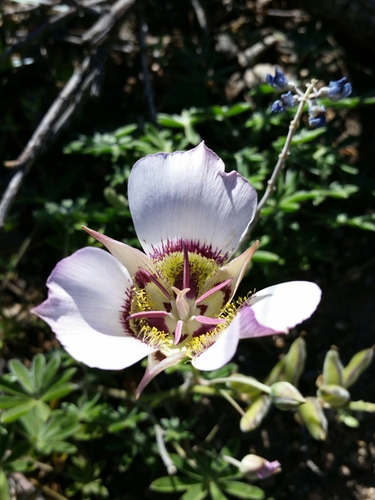 Arizona mariposa lily