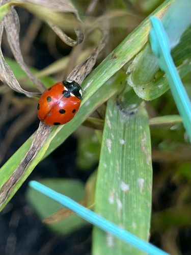 Seven-spotted Lady Beetle