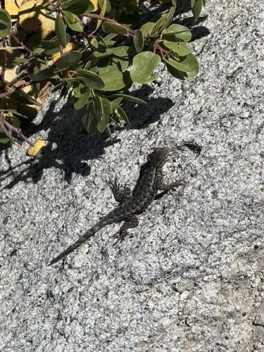 iNaturalist observation photo of Western Fence Lizard