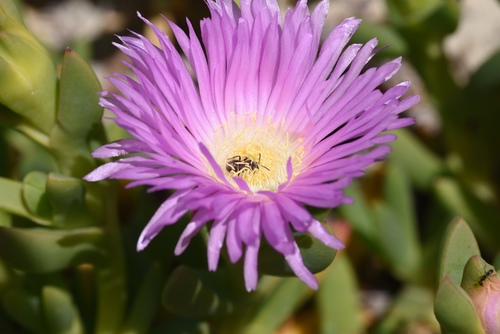 Carpobrotus virescens (Haw.) Schwantes