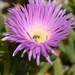 Coastal Pigface - Photo (c) Suzanne and Jim, all rights reserved, uploaded by Suzanne and Jim