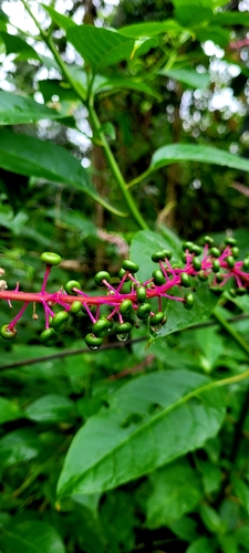 Venezuelan pokeweed