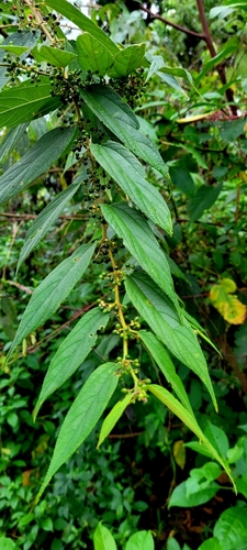 Nettletree