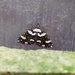Perizoma maculata - Photo (c) Rujas Yonle, todos los derechos reservados, subido por Rujas Yonle
