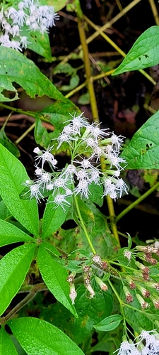 Siam weed