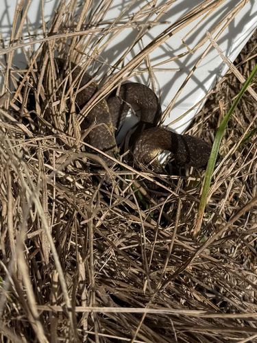 Tiger Snake sighting