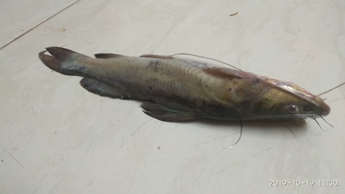 Black Nile Catfish