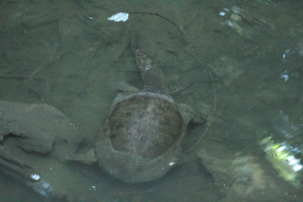 Chinese softshell turtles from Kyoto, Kyoto, JP on July 28, 2025 at 01: ...
