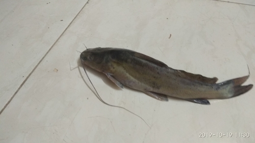 Black Nile Catfish