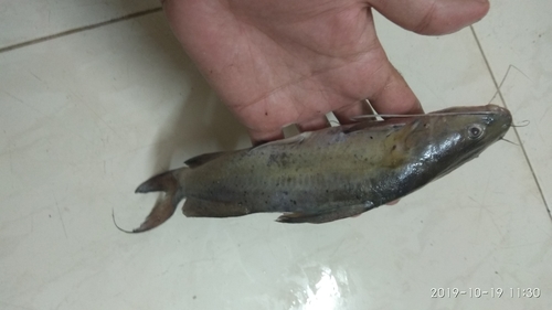 Black Nile Catfish