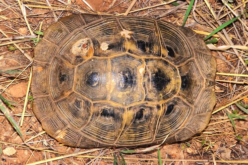 Buxton's Tortoise