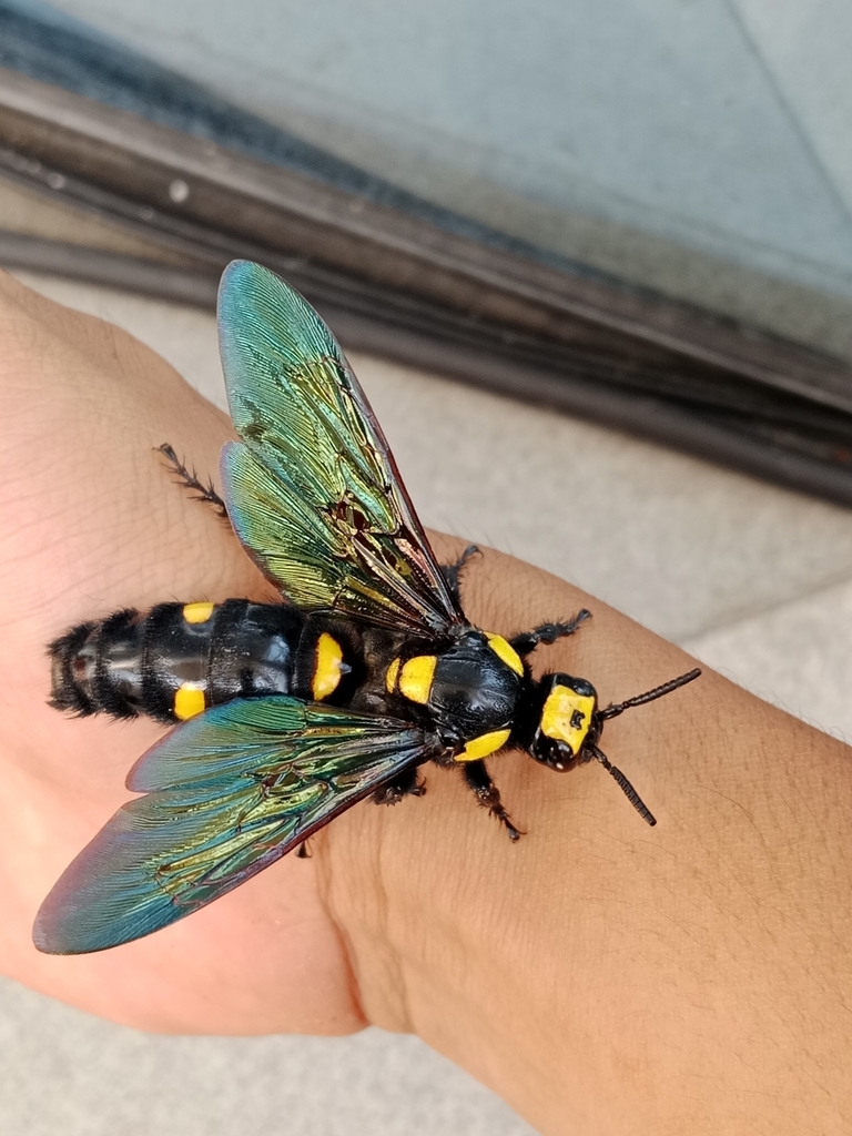 [美品] 新品未開封　Megascolia Procer 1-4 Pairs Megascolia Procer Male/female Giant Procer Wasp