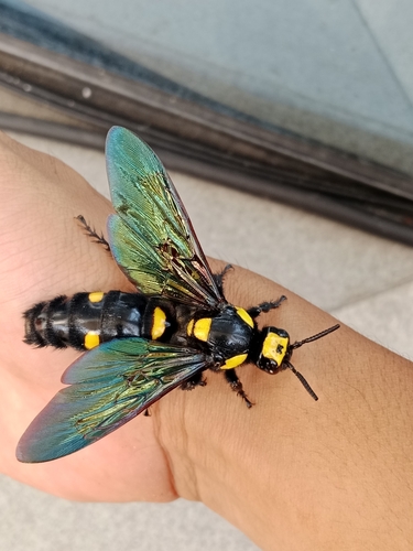 Megascolia procer · iNaturalist