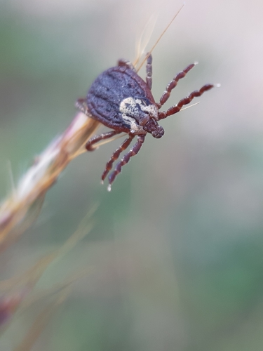 Ornate Sheep Tick