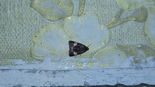 Four-spotted Moth