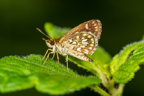 Aeromachus nana