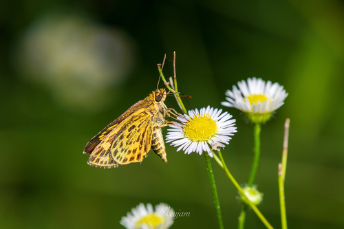 Striped Bush Hopper