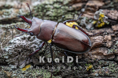 Prismognathus dauricus