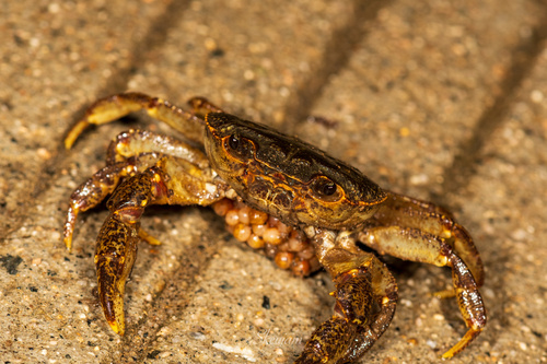 Longpotamon depressum