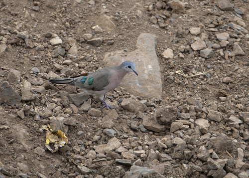 Emerald-spotted Wood-Dove