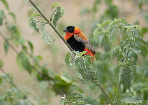 Northern Red Bishop