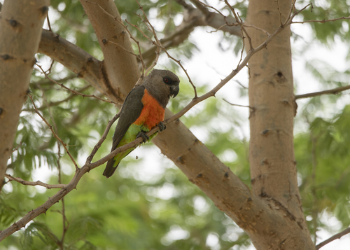 Red-bellied Parrot