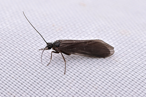 Rhyacophila rima