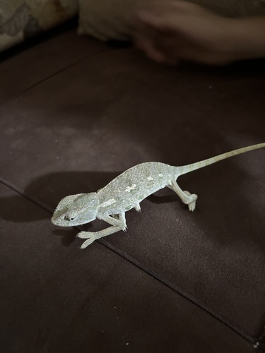 Common Chameleon