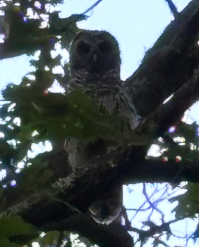 View observation of {o.common_name} on iNaturalist