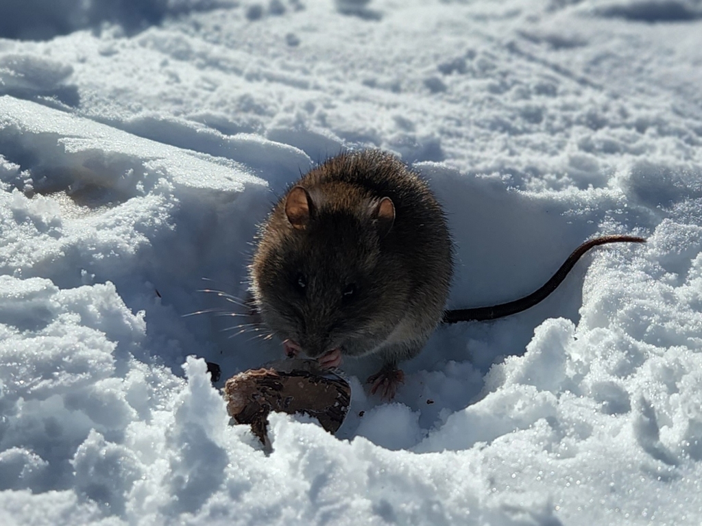 Australian Bush Rat from Blue Cow NSW 2624, Australia on July 29, 2025 ...