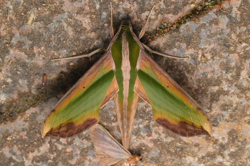 Green Pergesa Hawkmoth