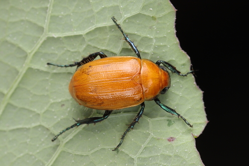 Callistethus huadongensis