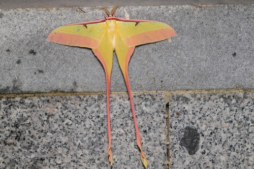Chinese Moon Moth