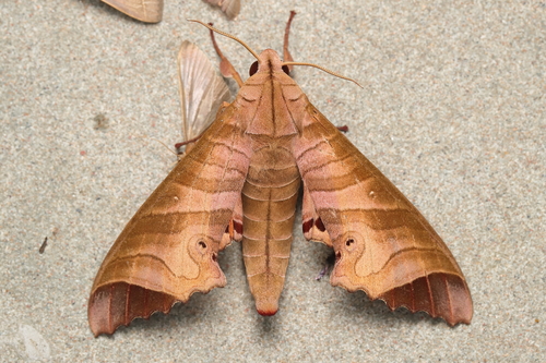 Marumba saishiuana