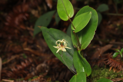 Speckled toad lily