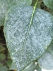 Lilac Powdery Mildew - Photo (c) Will Sweet, all rights reserved, uploaded by Will Sweet
