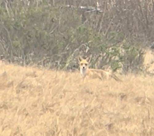 iNaturalist observation photo of Red Fox