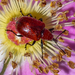 Rose Weevils - Photo (c) amoorehouse, all rights reserved, uploaded by amoorehouse