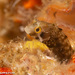 Spinyhead Blenny - Photo (c) Tim Cameron, all rights reserved, uploaded by Tim Cameron