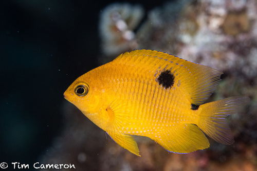 Threespot Damselfish