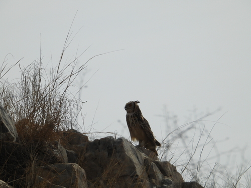 Rock Eagle-Owl