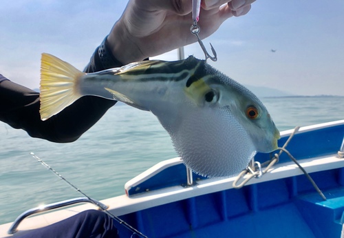Yellowfin Puffer