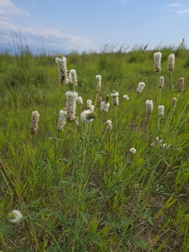 white prairie clover