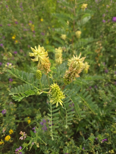 Canadian milkvetch