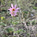 Dahlia scapigeroides - Photo (c) Callie, todos os direitos reservados, uploaded by Callie
