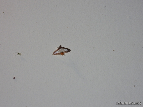 Cucumber Moth