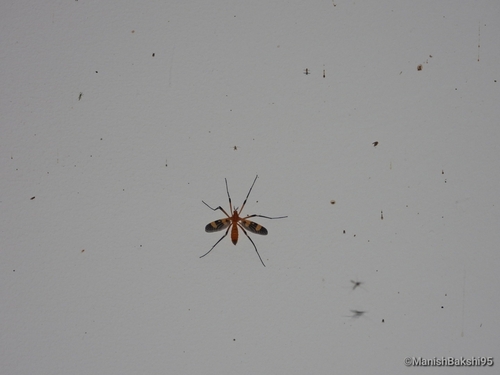 Antlered Crane Fly